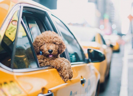 Pet cabs for the first time in the City of Joy