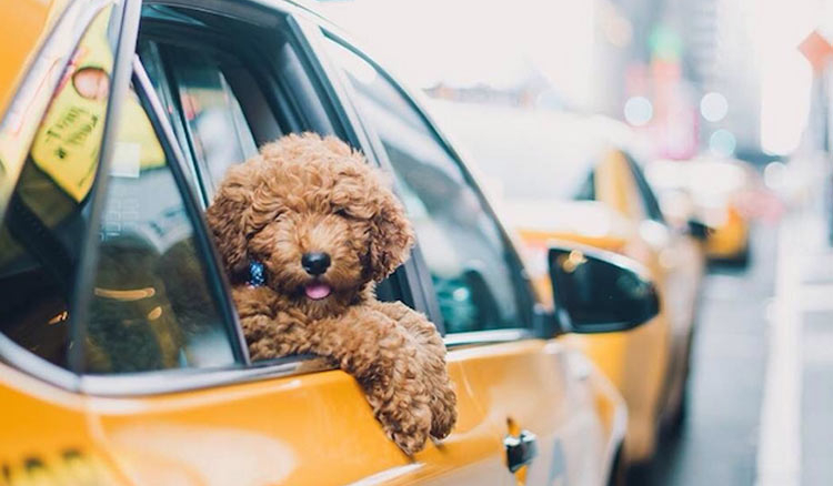 Pet cabs for the first time in the City of Joy - Jiyo Woman
